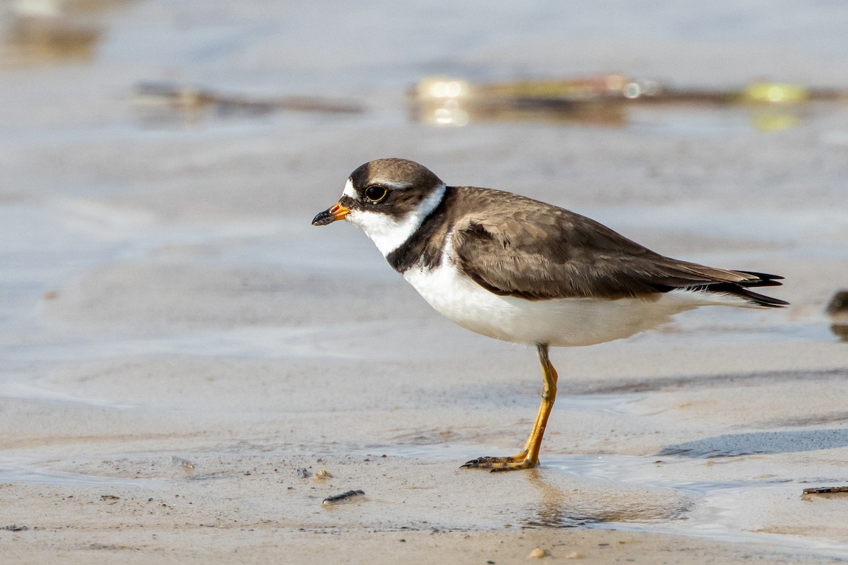 Semipalmated Plover - ML619957099