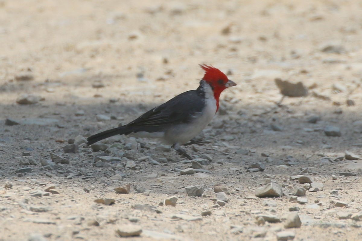 Red-crested Cardinal - ML619957102