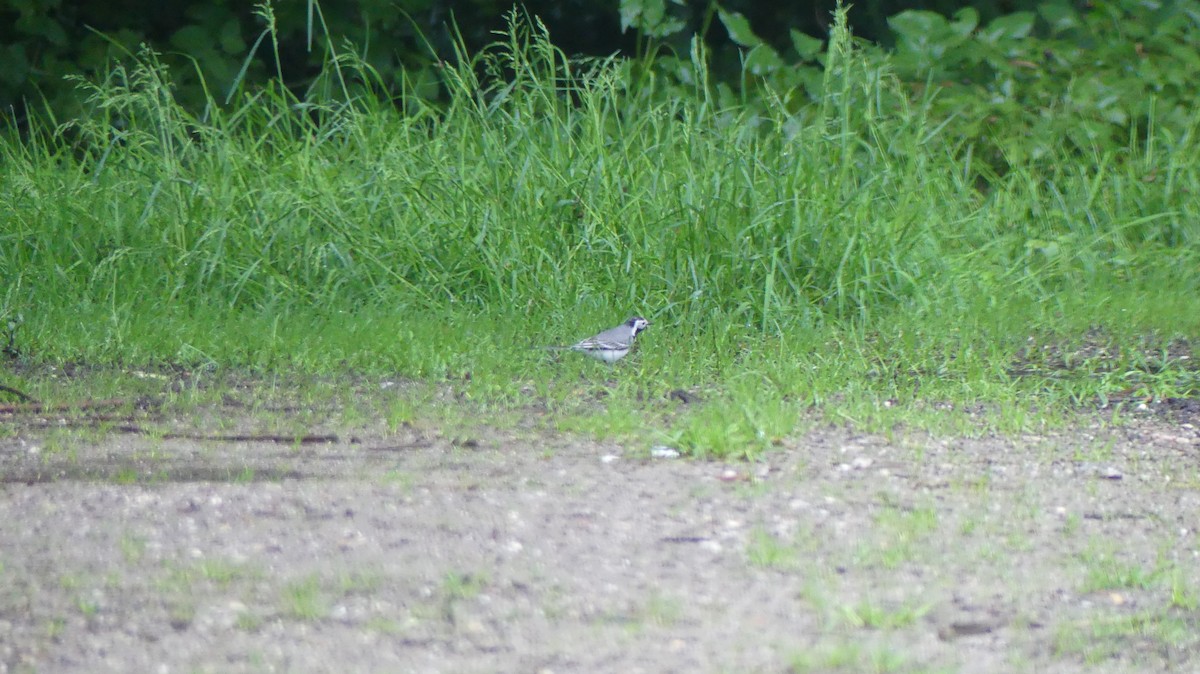 White Wagtail - ML619957103