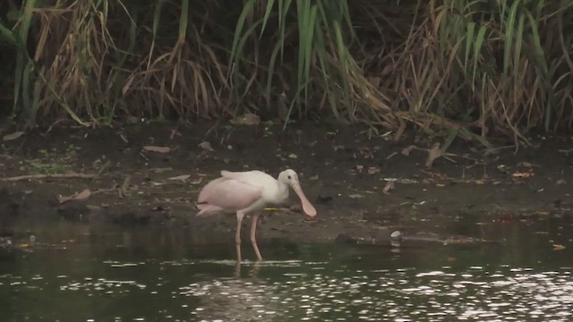 Roseate Spoonbill - ML619957111