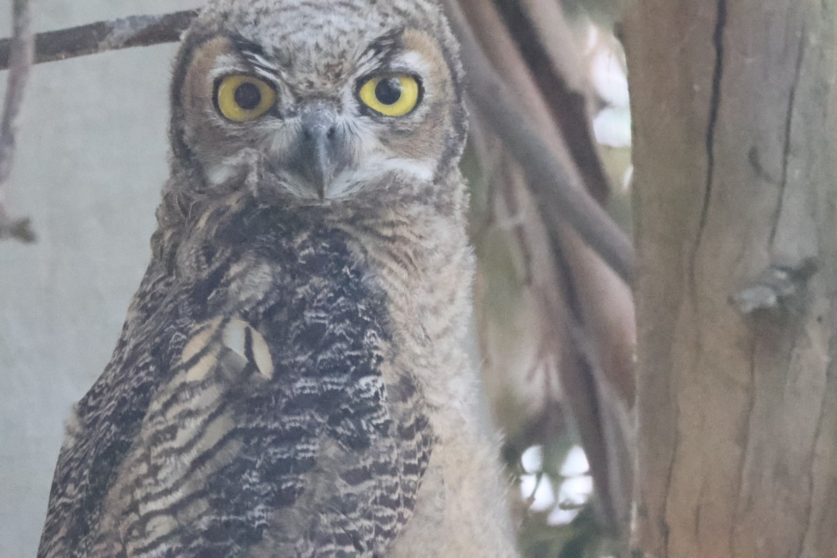 Great Horned Owl - ML619957114
