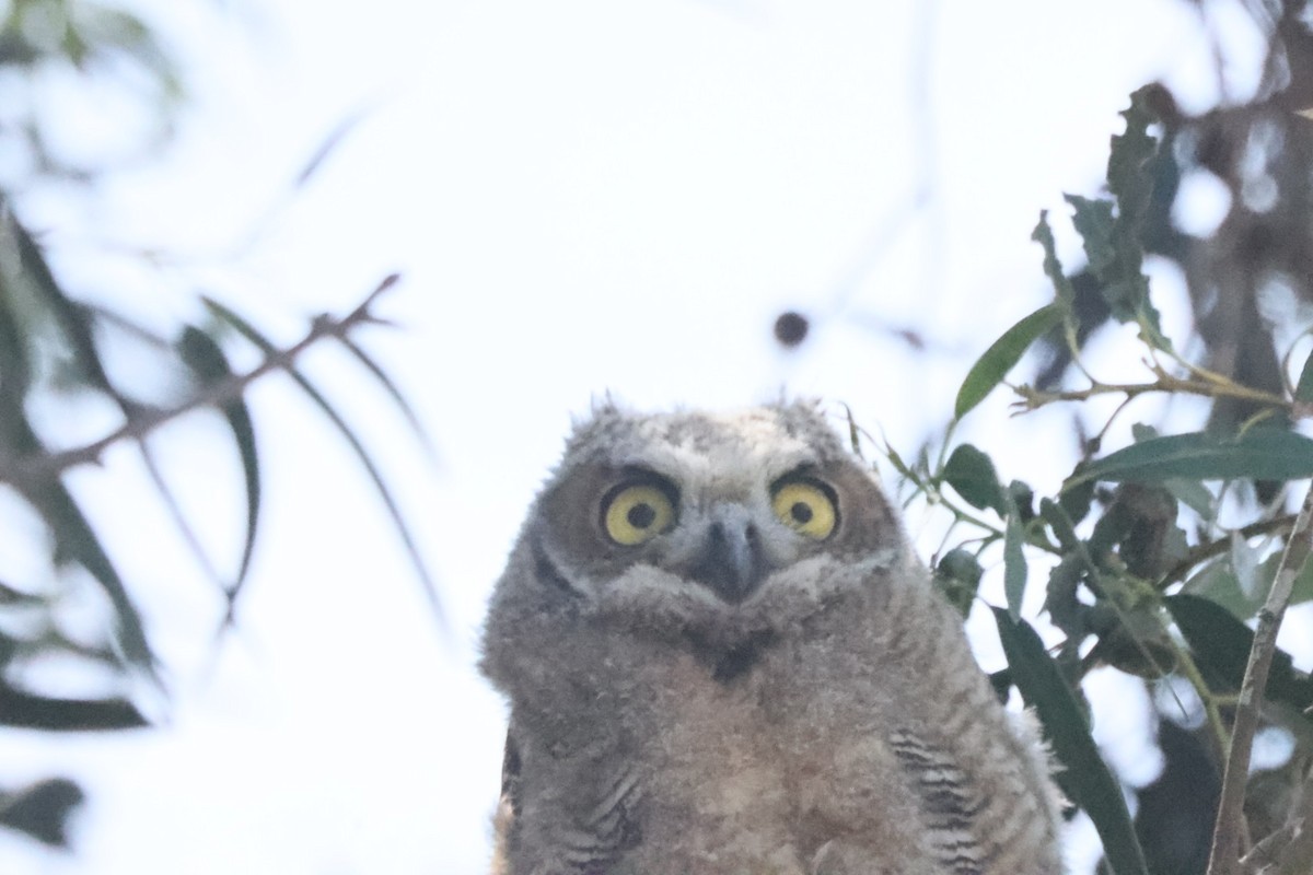 Great Horned Owl - ML619957115
