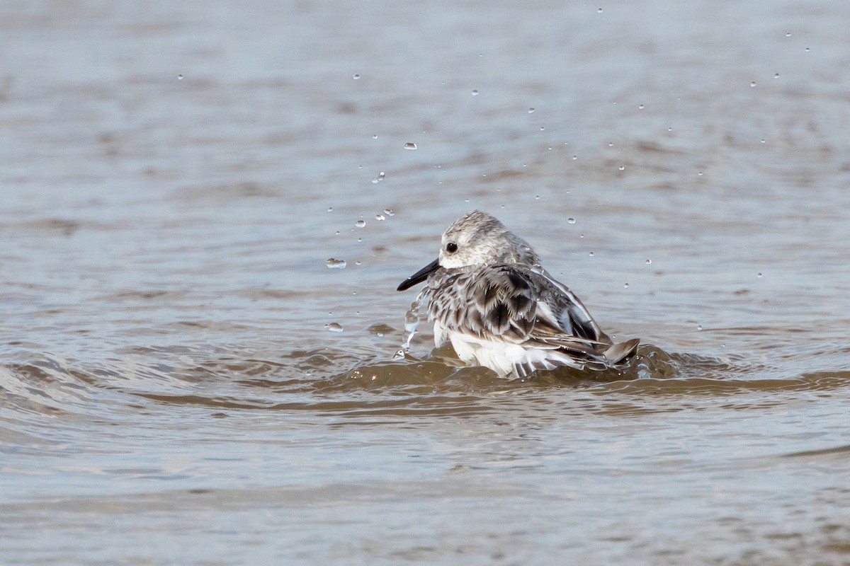 Bécasseau sanderling - ML619957117