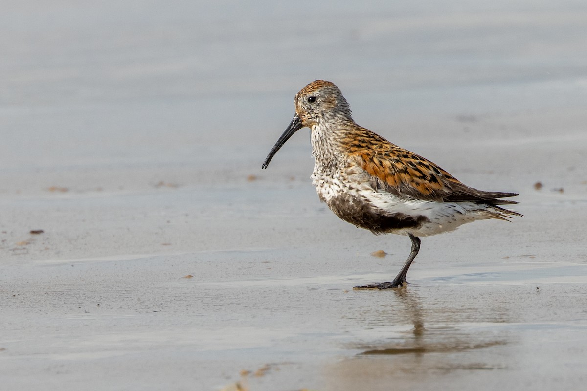 Dunlin - ML619957126