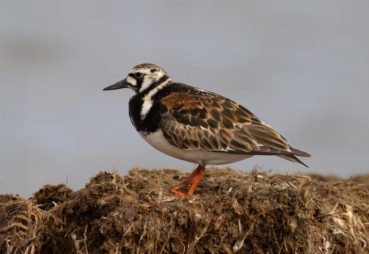 Ruddy Turnstone - ML619957128