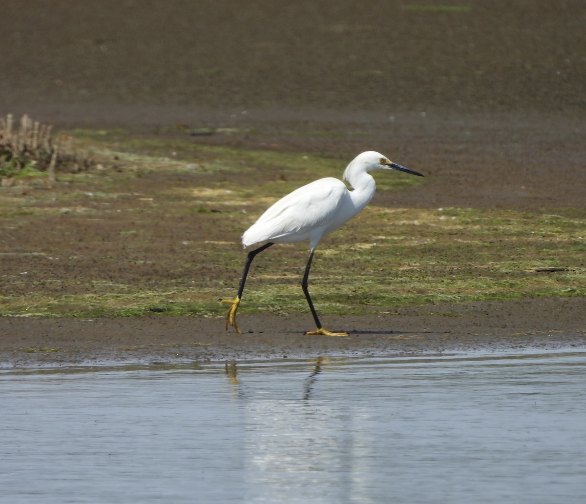 Snowy Egret - ML619957129