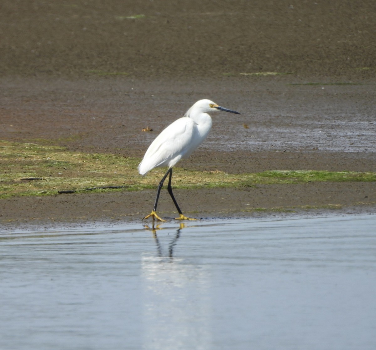 Snowy Egret - ML619957130