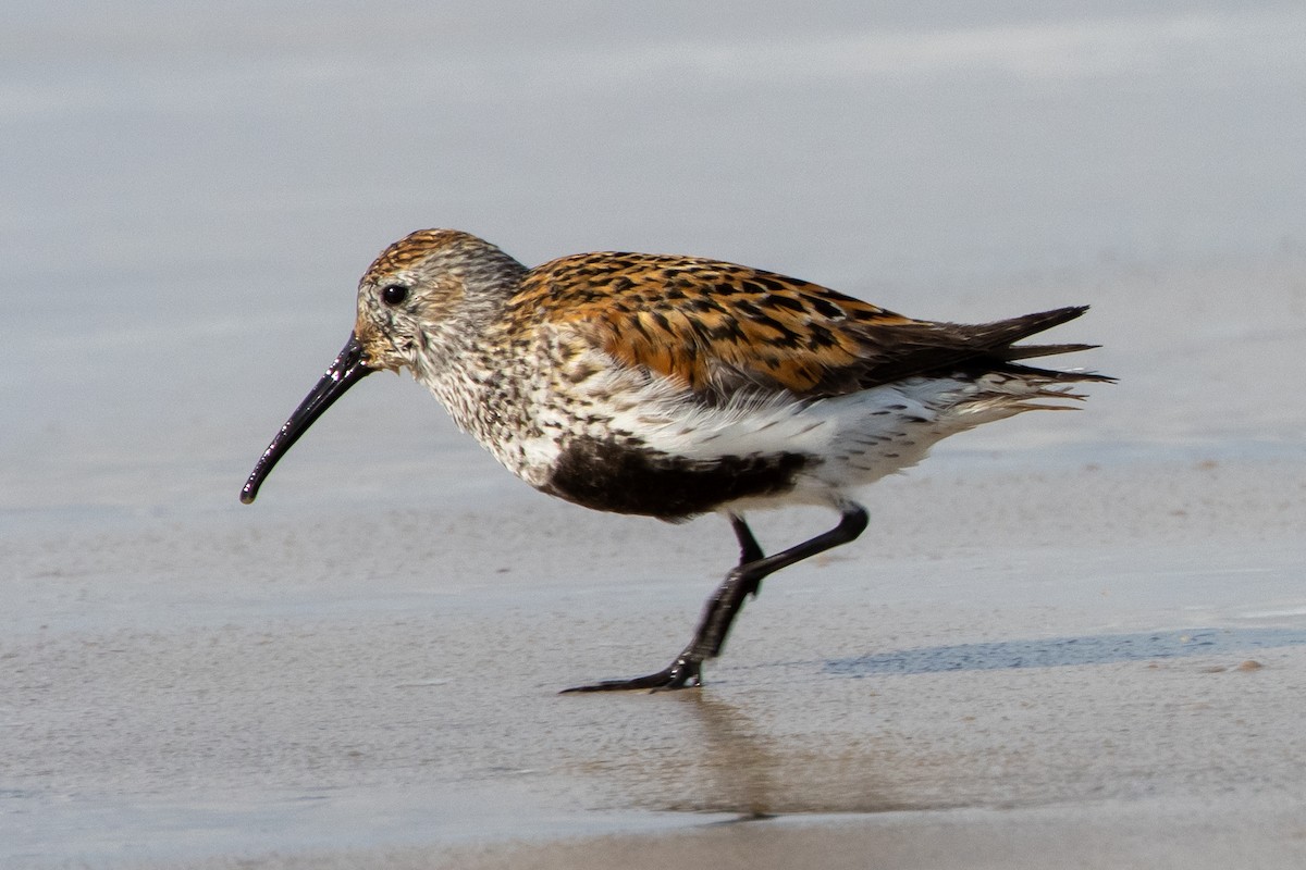 Dunlin - ML619957137