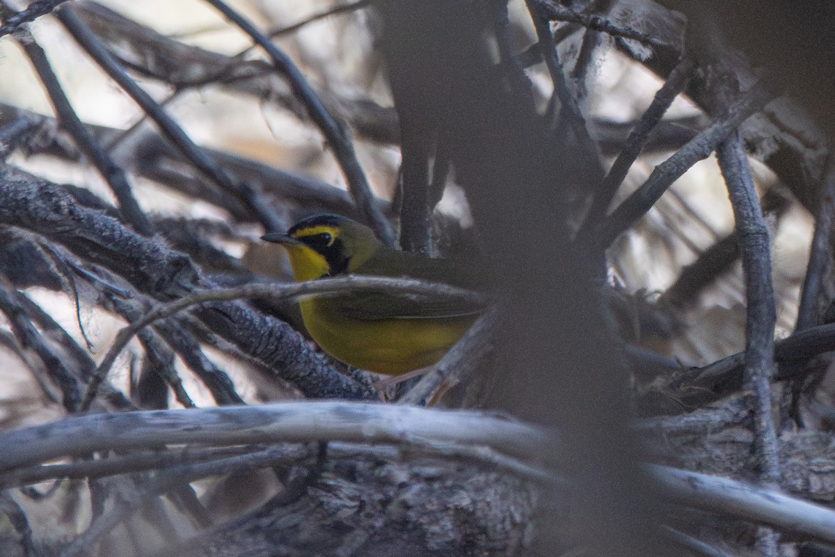 Kentucky Warbler - ML619957144