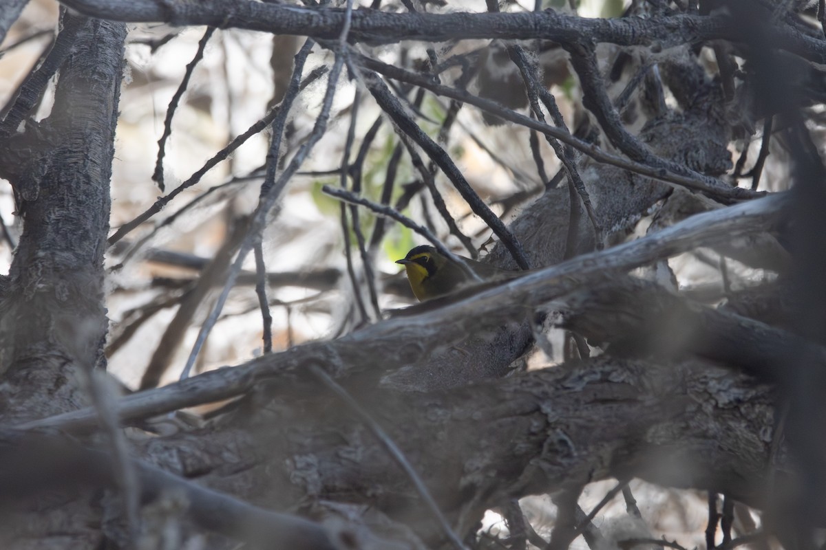 Kentucky Warbler - ML619957145