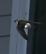 Violet-green Swallow - ML619957146