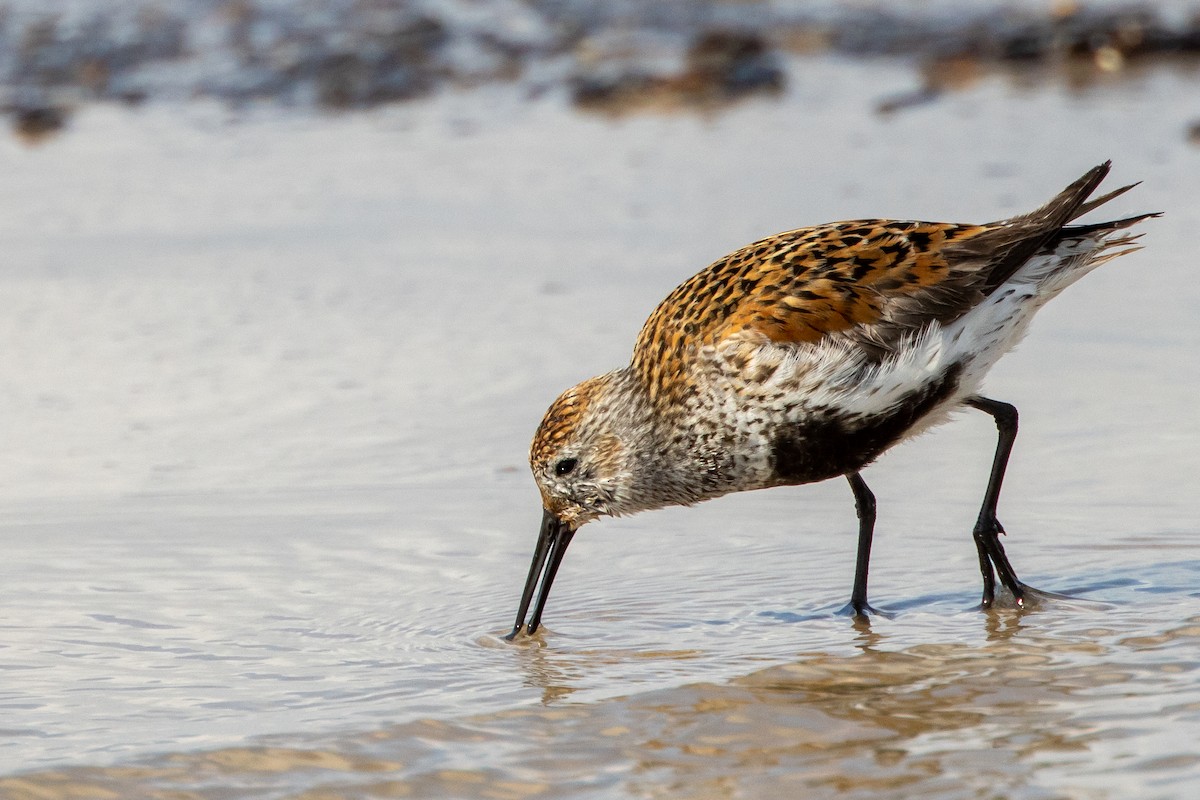 Dunlin - ML619957149