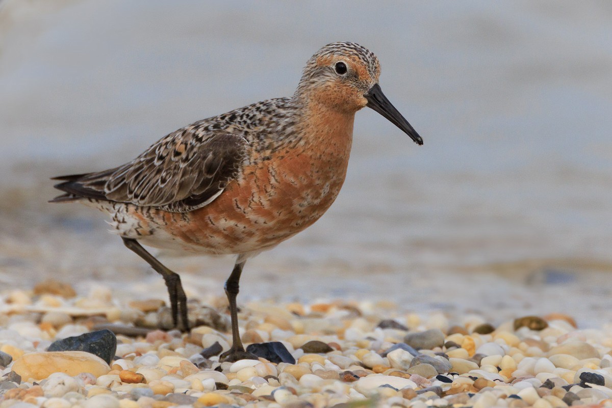 Red Knot - ML619957155