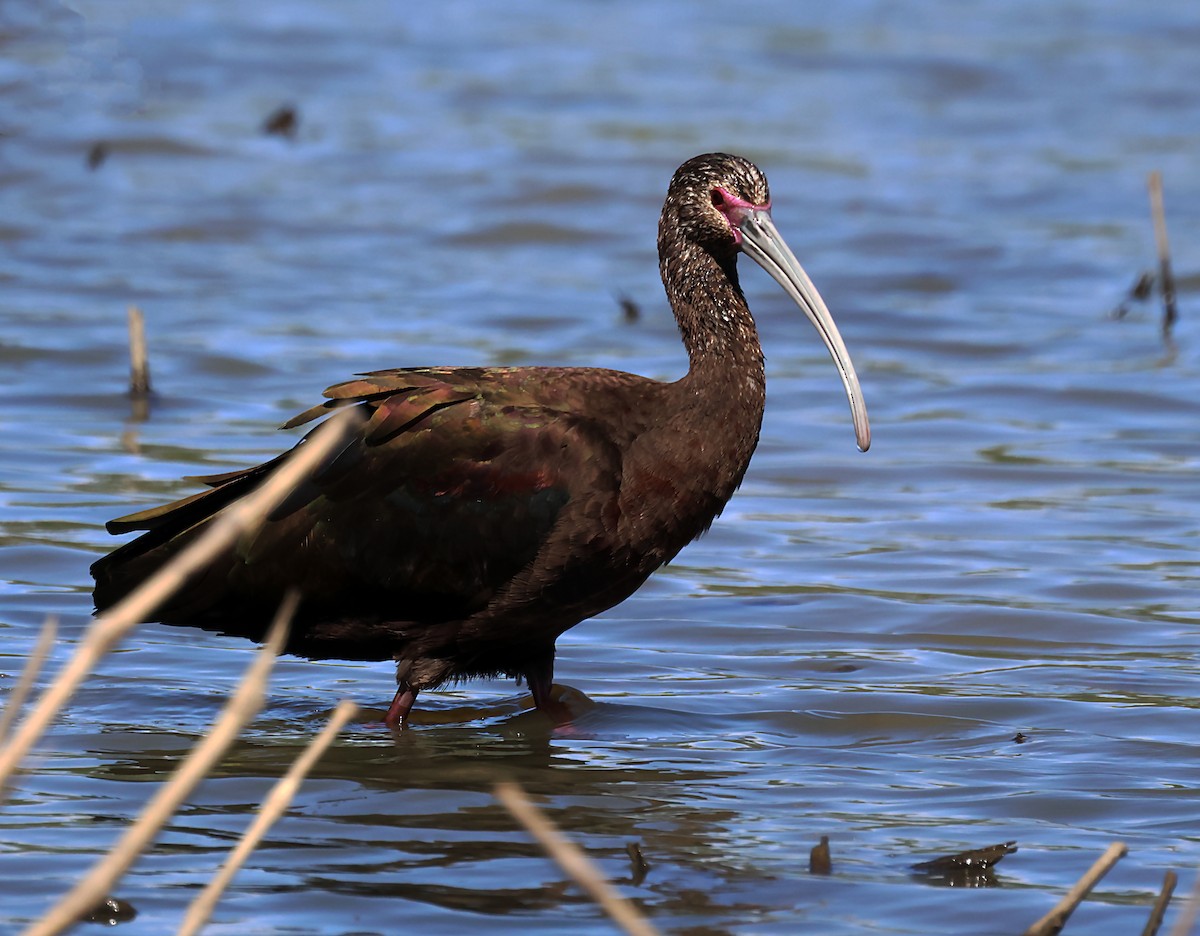 ibis americký - ML619957161