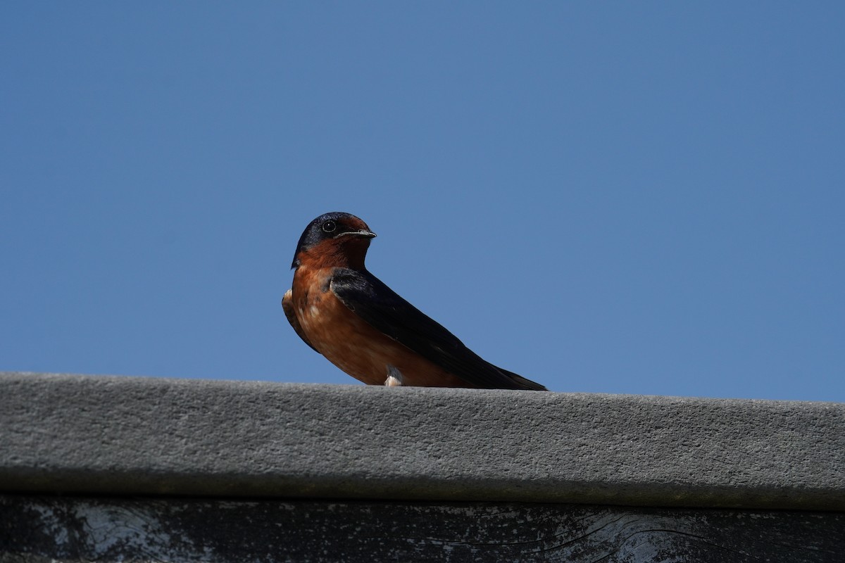 Barn Swallow (American) - ML619957163