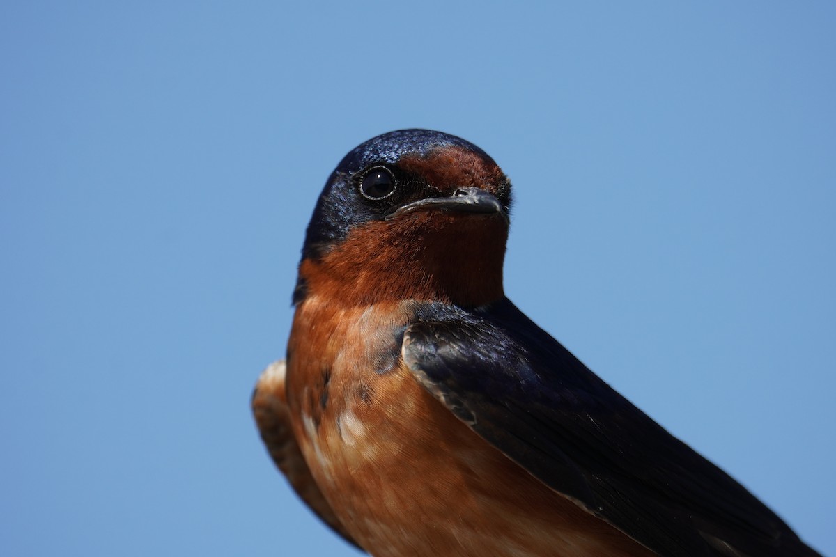 Barn Swallow (American) - ML619957165