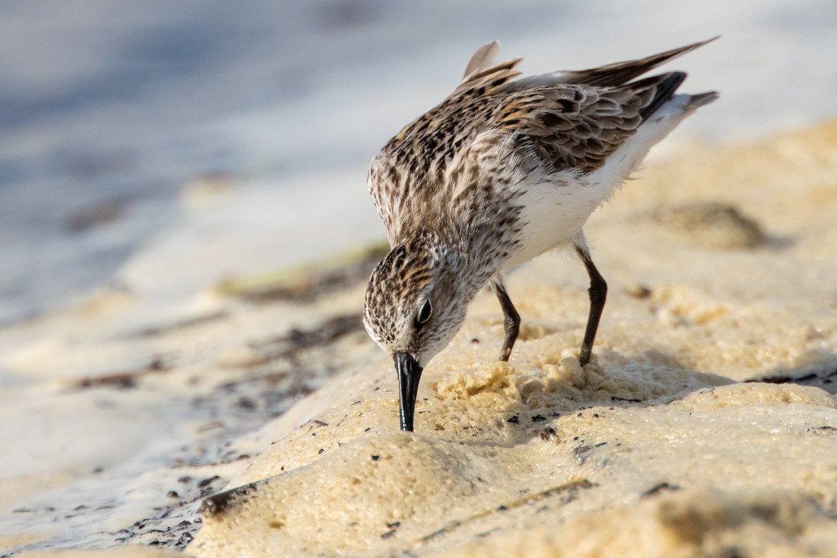 Semipalmated Sandpiper - ML619957168