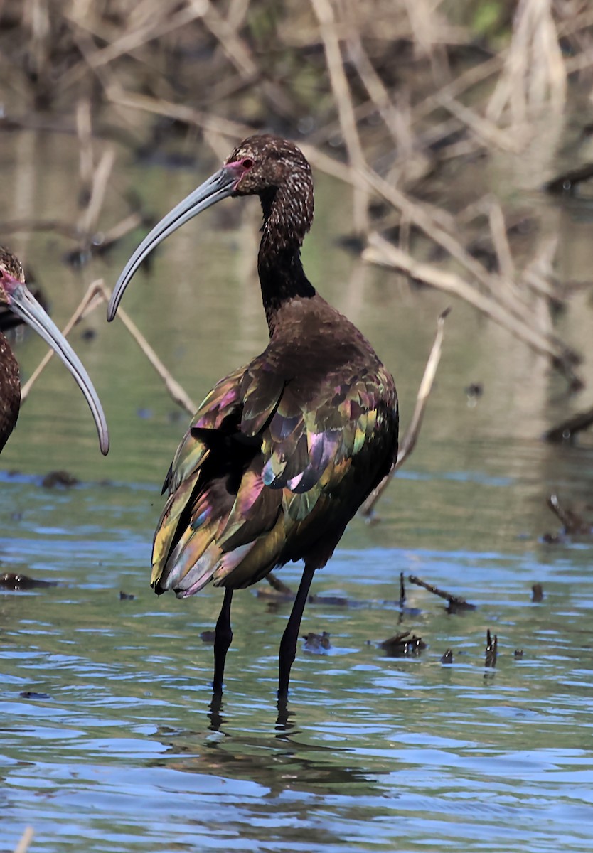 ibis americký - ML619957171