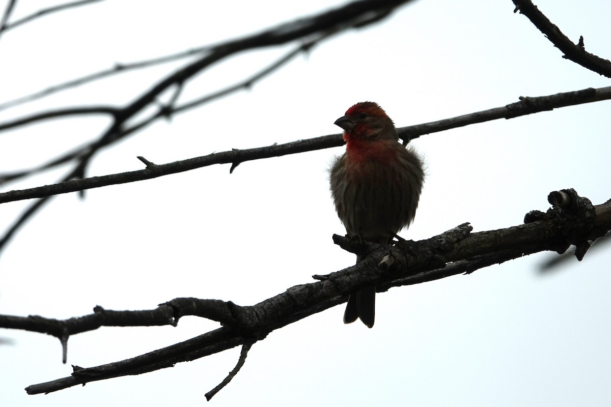 House Finch - ML619957181