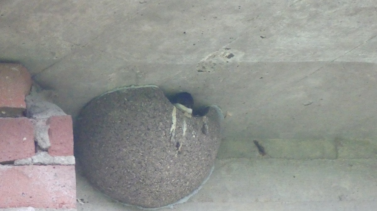 Western House-Martin - ML619957190