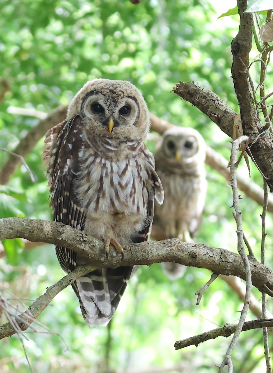 Barred Owl - ML619957194