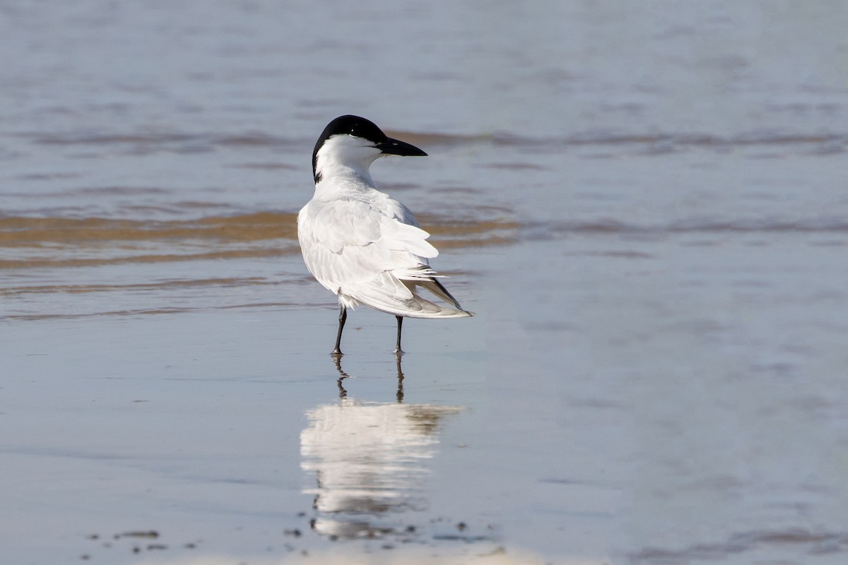 Gull-billed Tern - ML619957199