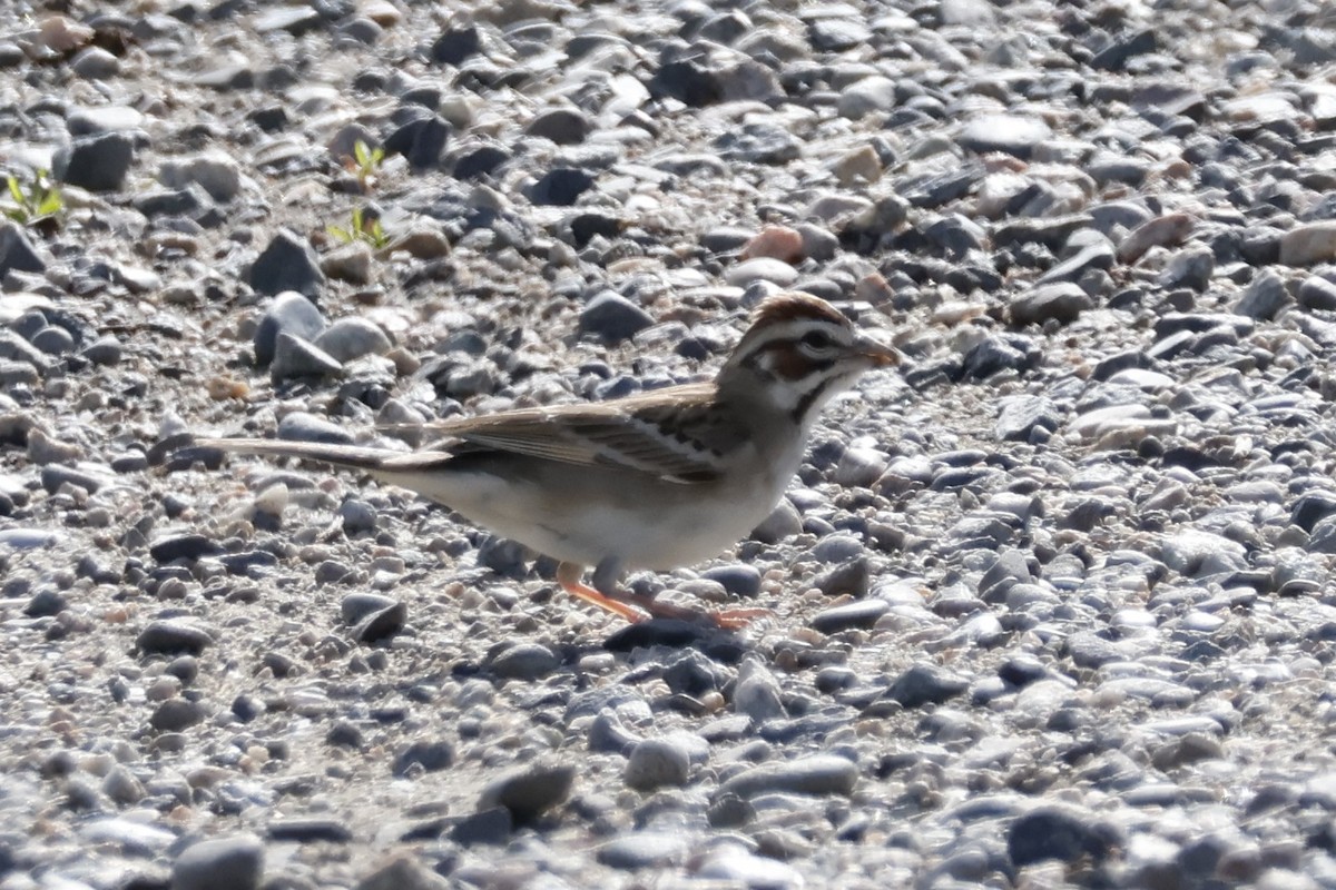 Lark Sparrow - ML619957200