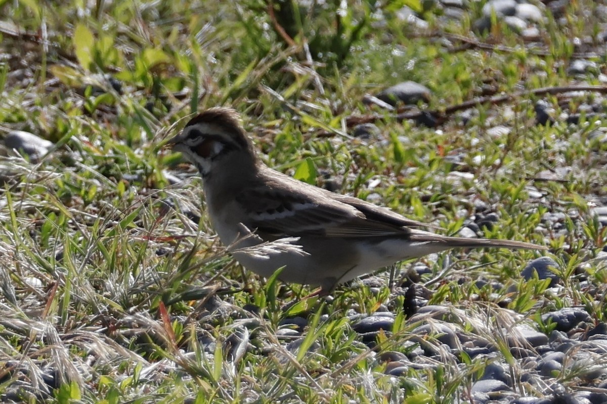 Lark Sparrow - ML619957201