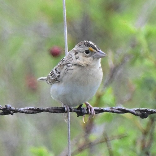 Grasshopper Sparrow - ML619957208