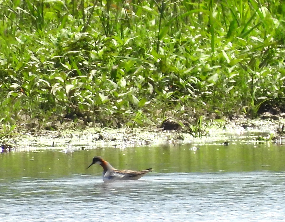 Phalarope à bec étroit - ML619957226