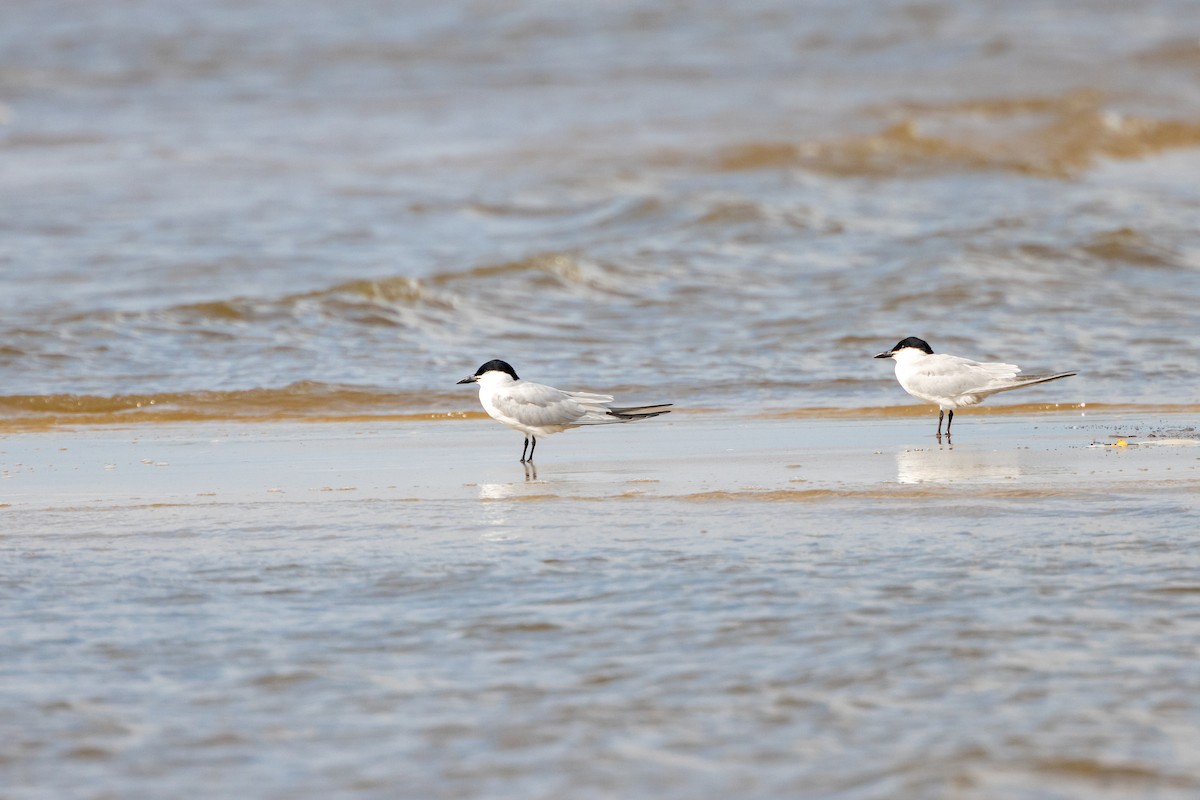 Gull-billed Tern - ML619957231