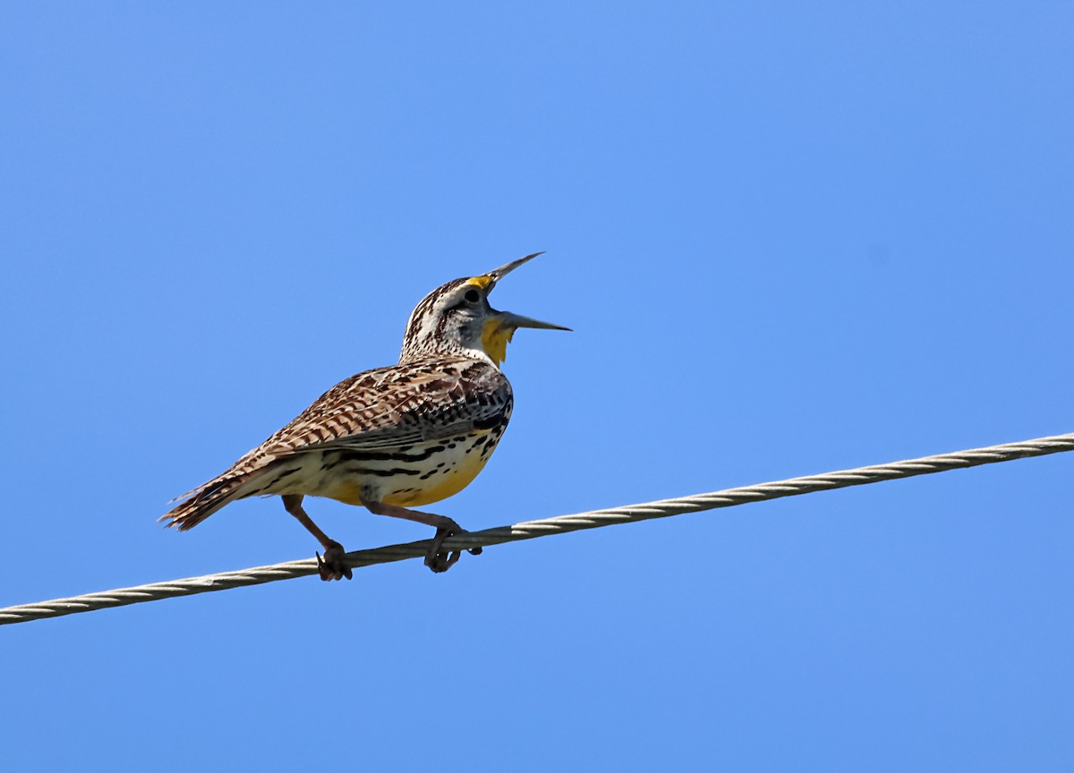 Western Meadowlark - ML619957247