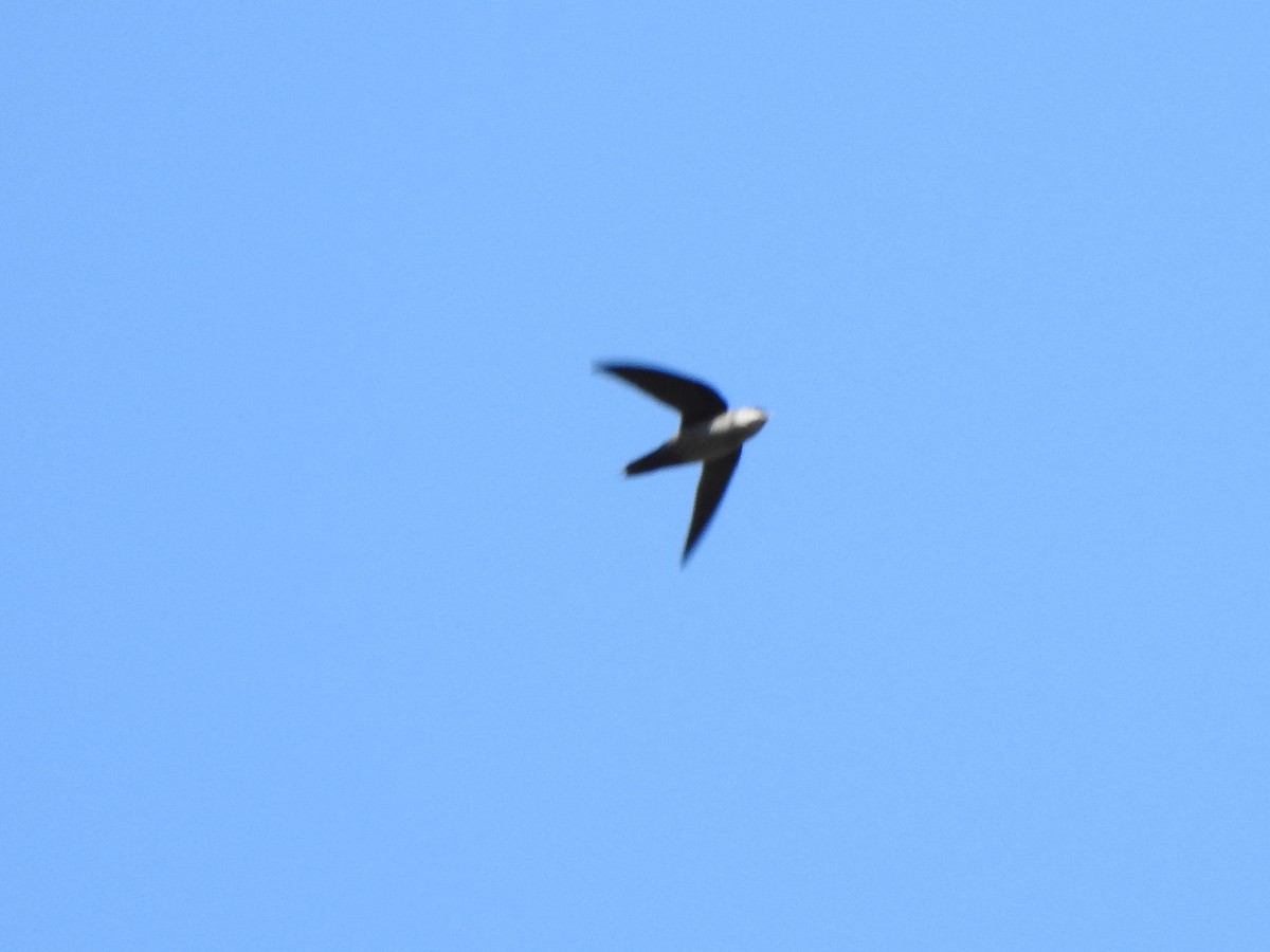 Gray-rumped Swift - ML619957266