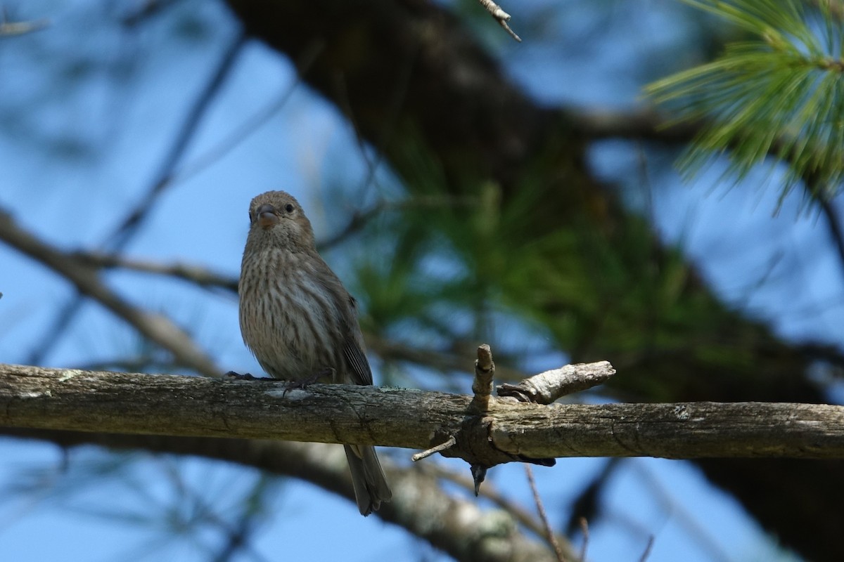House Finch - Catherine Lang