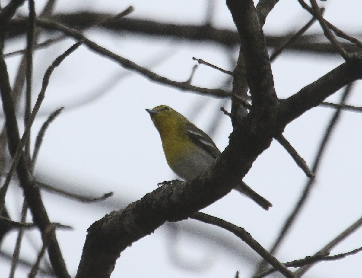 Yellow-throated Vireo - ML619957279