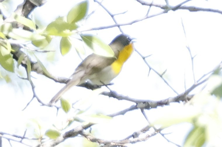 Yellow-breasted Chat - ML619957283