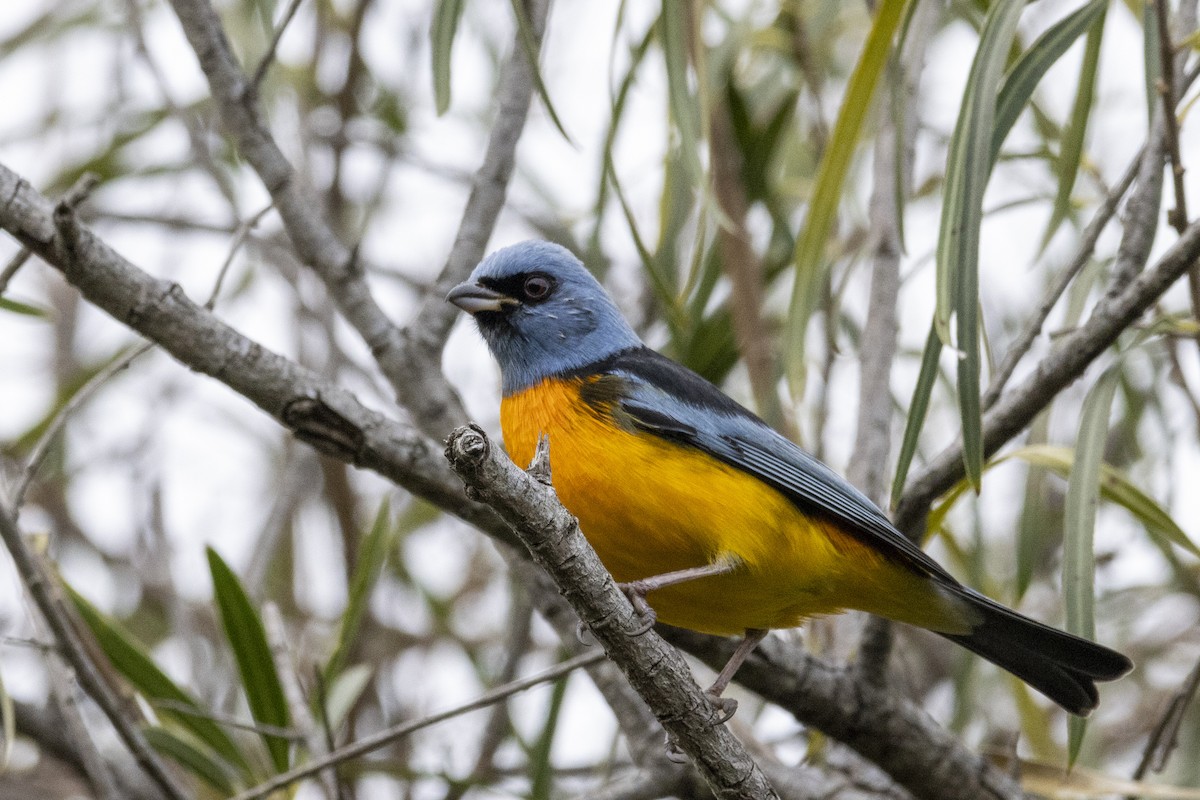 Blue-and-yellow Tanager - ML619957291