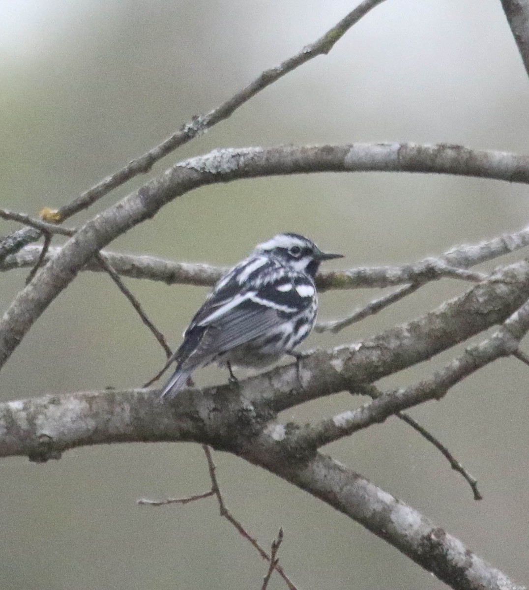 Black-and-white Warbler - ML619957300