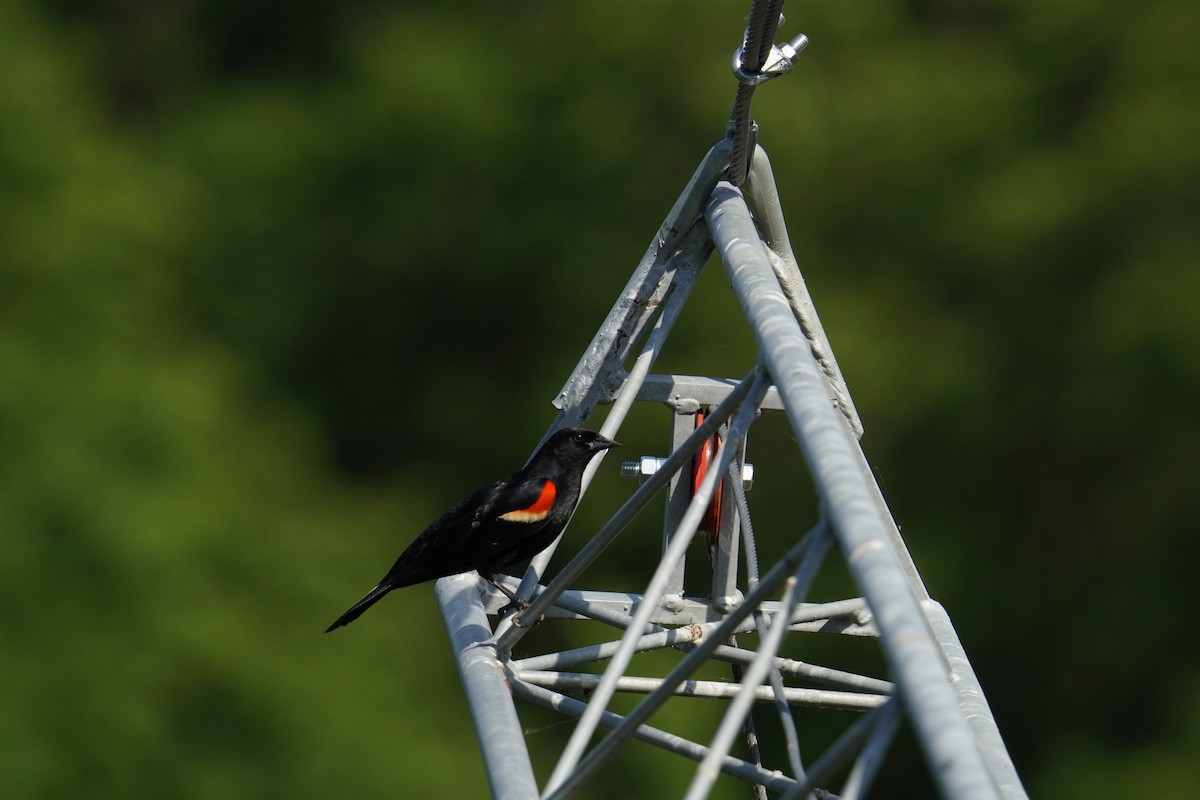 Red-winged Blackbird (Red-winged) - ML619957302