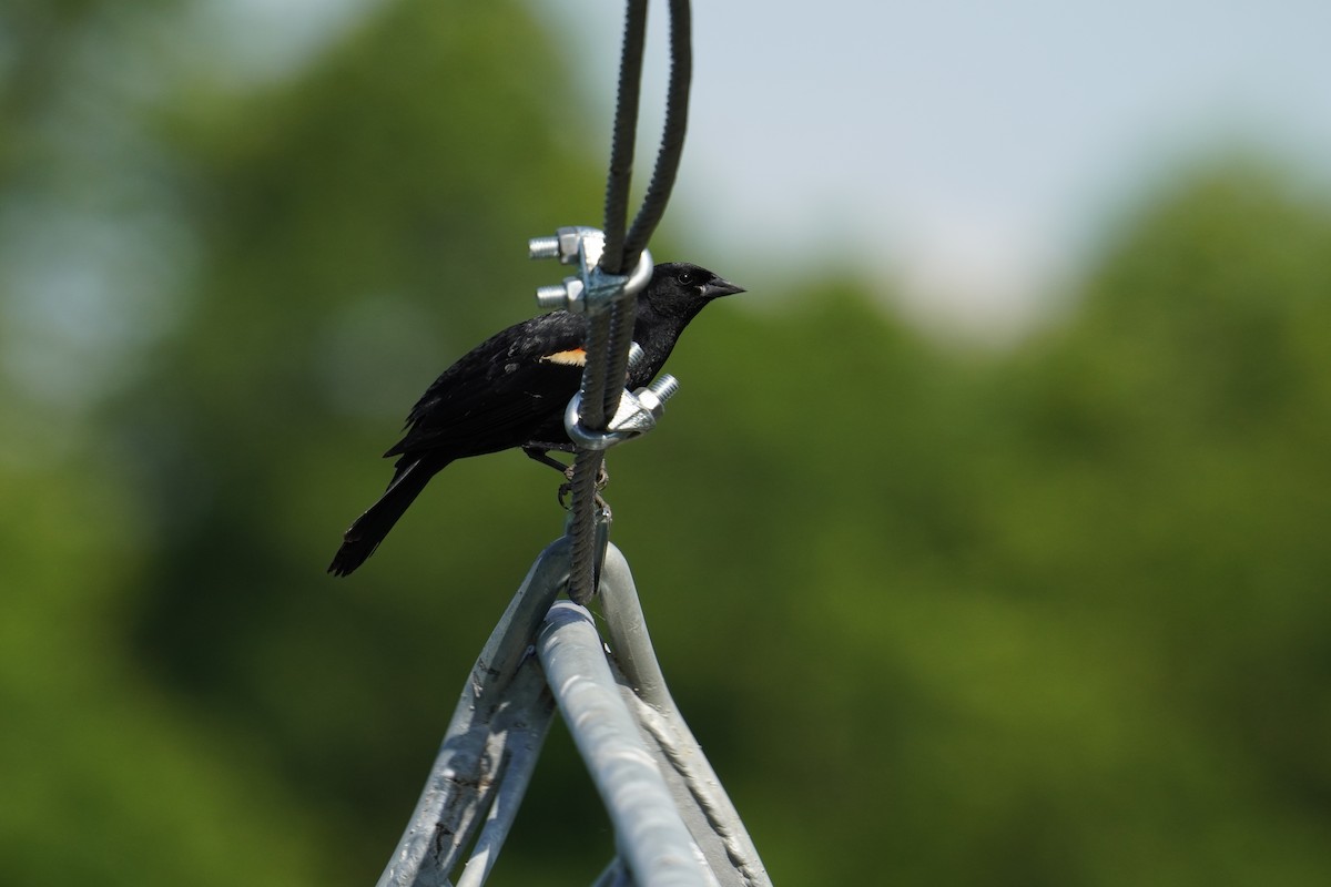 Red-winged Blackbird (Red-winged) - ML619957308