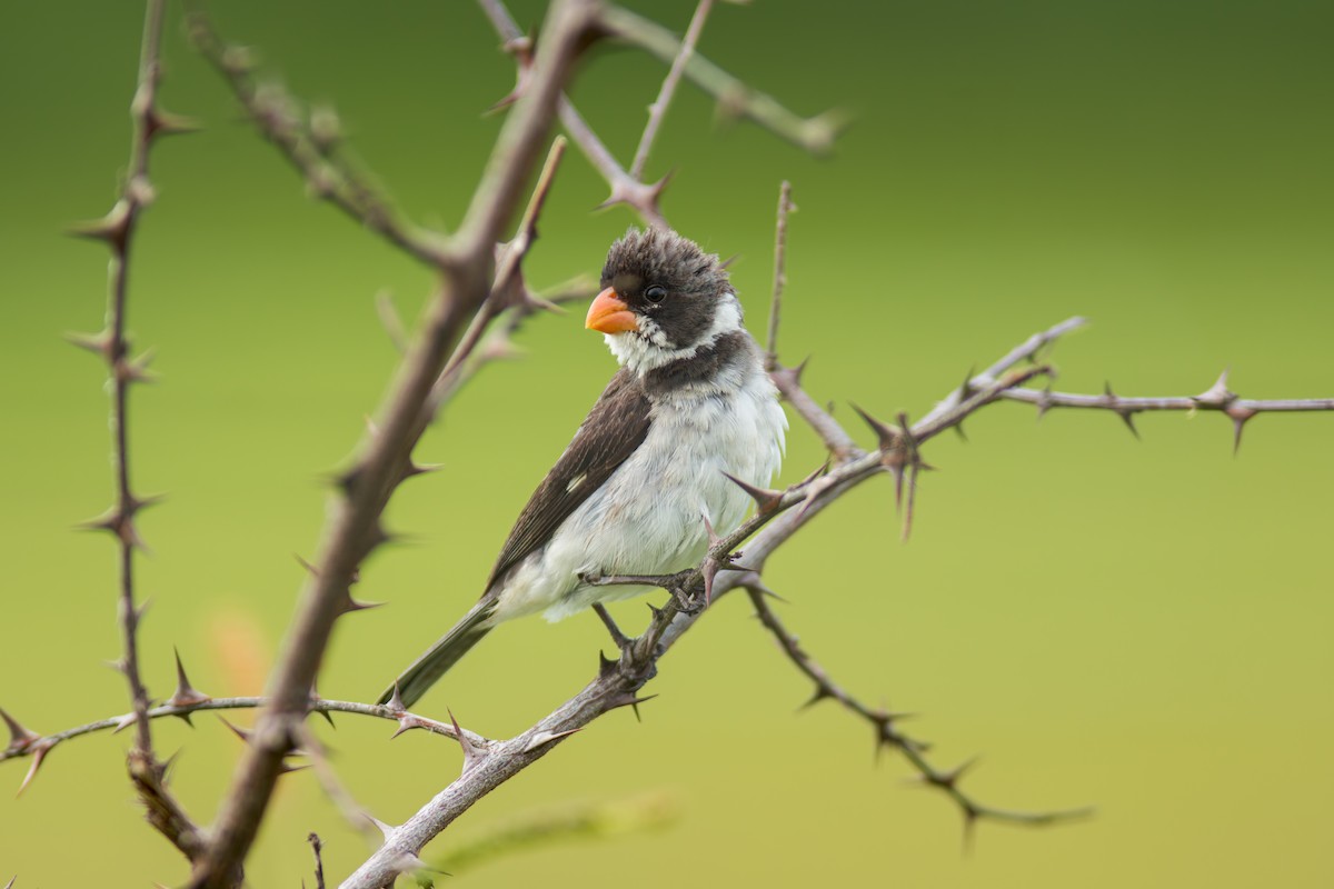 White-throated Seedeater - ML619957309