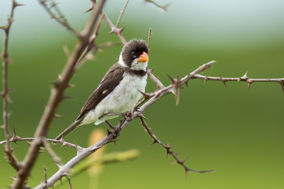 White-throated Seedeater - ML619957310