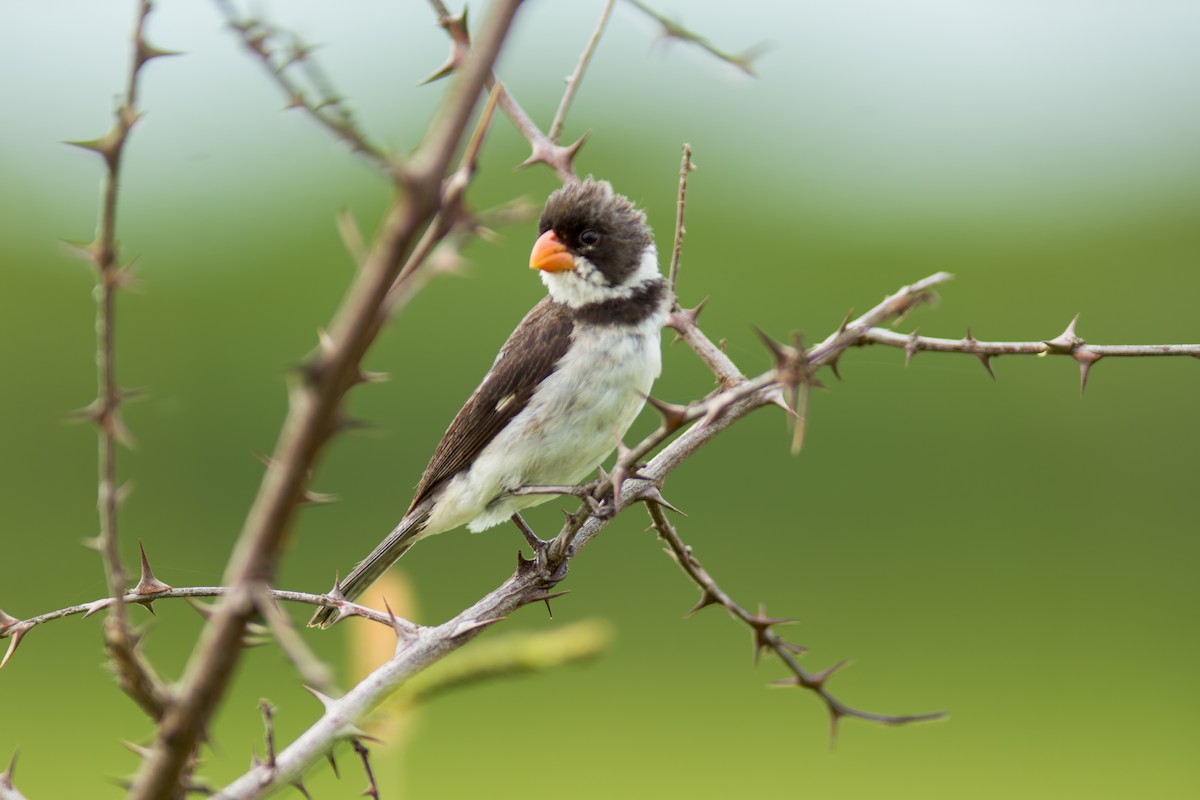 White-throated Seedeater - ML619957311