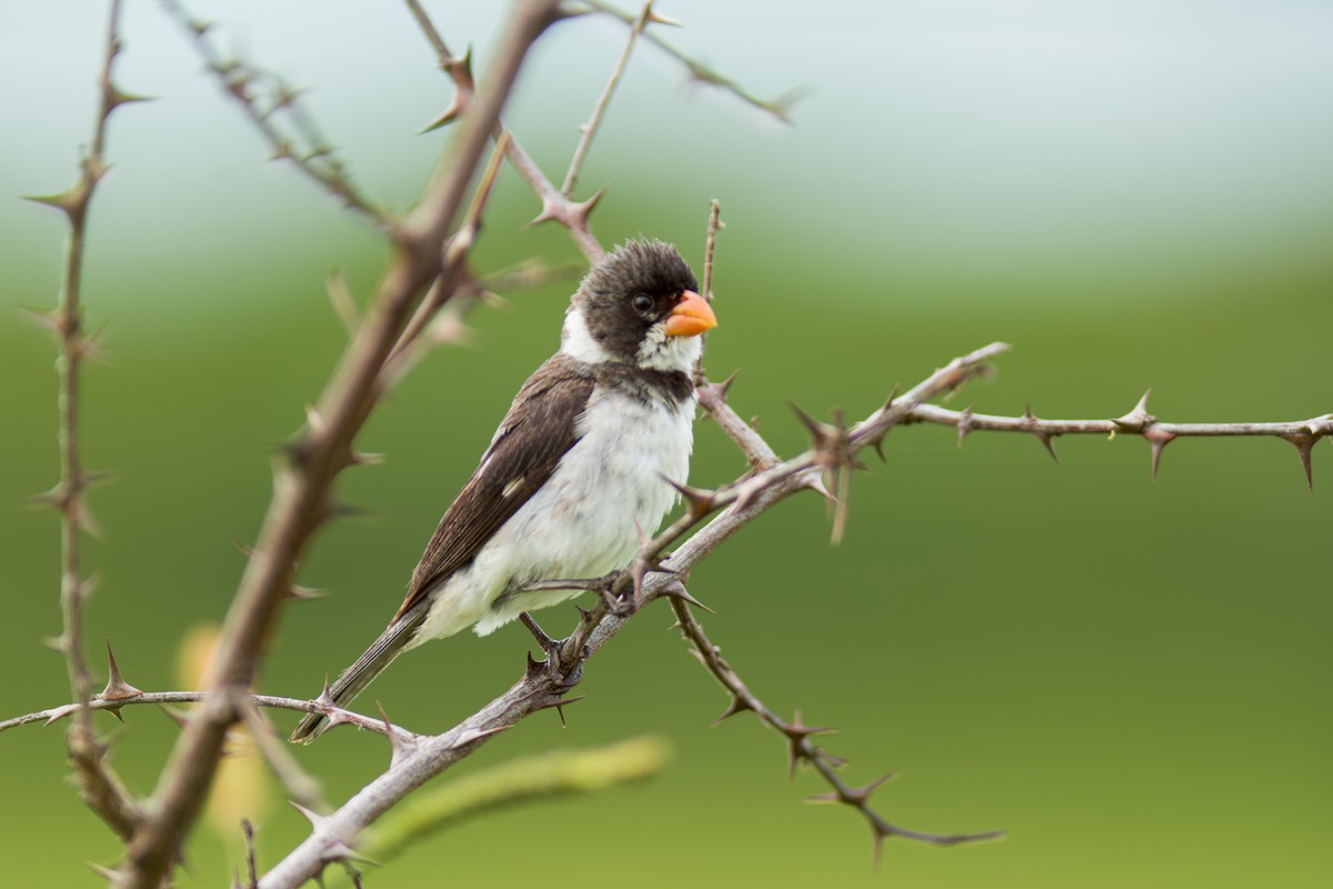 White-throated Seedeater - ML619957313