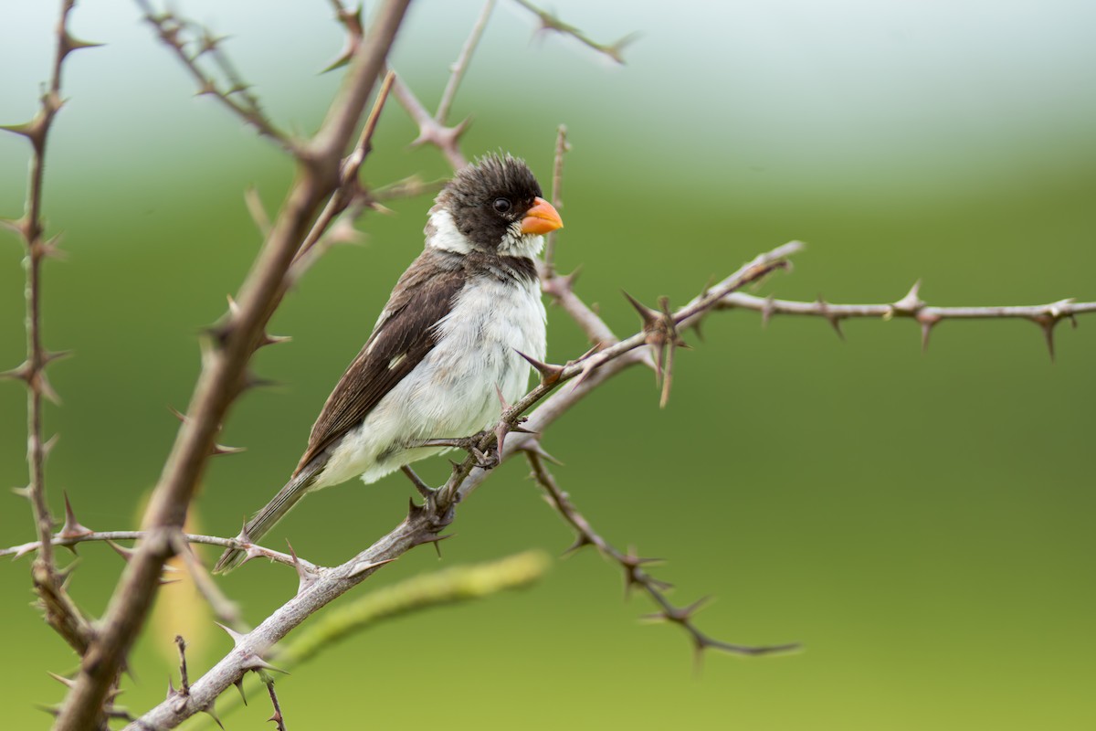 White-throated Seedeater - ML619957314