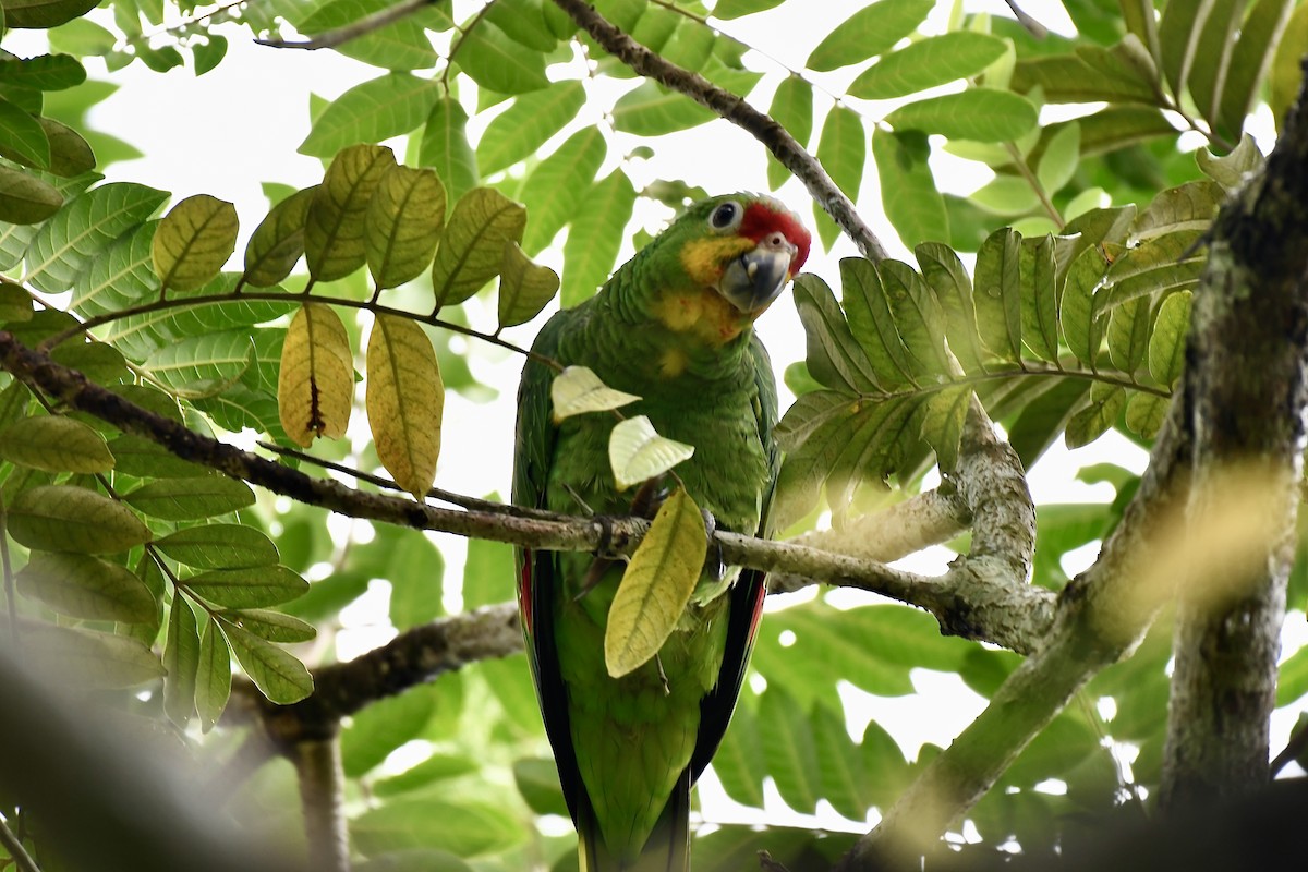 Red-lored Parrot - ML619957315