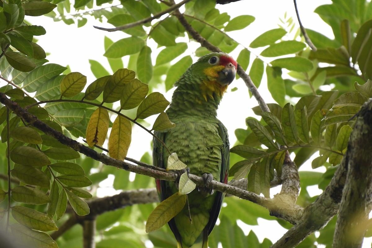 Red-lored Parrot - ML619957318