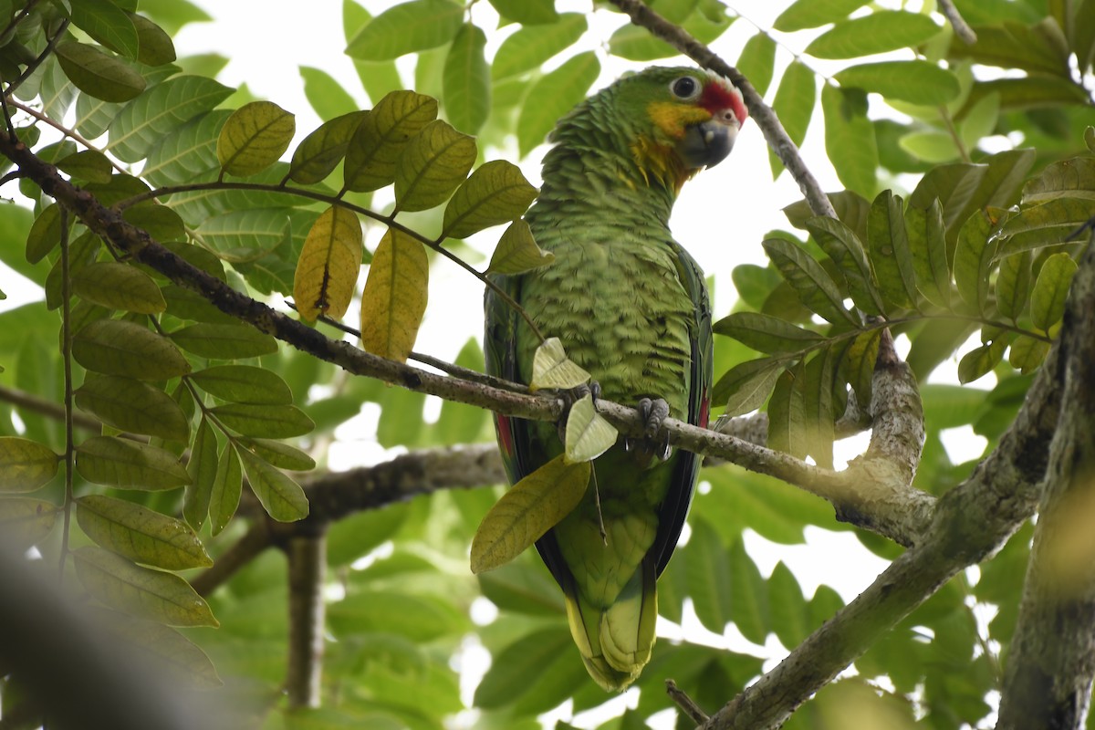 キホオボウシインコ - ML619957319