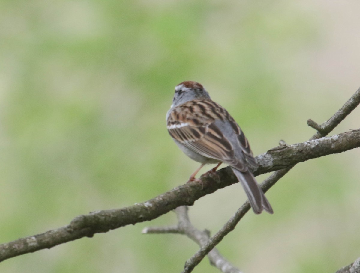 Chipping Sparrow - ML619957331