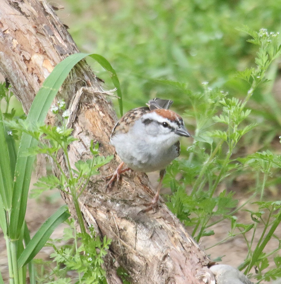 Chipping Sparrow - ML619957332
